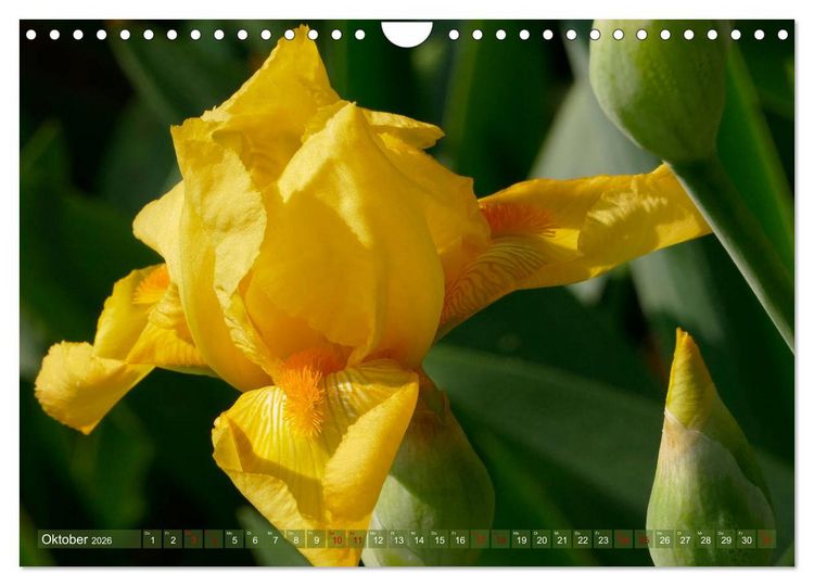 Produktbild: Iris - mond&auml;ne Gartensch&ouml;nheit (Wandkalender 2026 DIN A4 quer), CALVENDO Monatskalender
