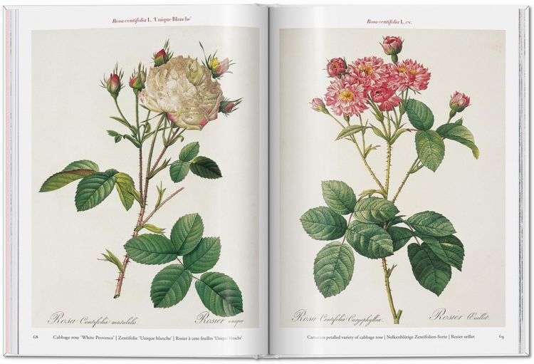 本 REDOUTÉ'S ROSES 大型本