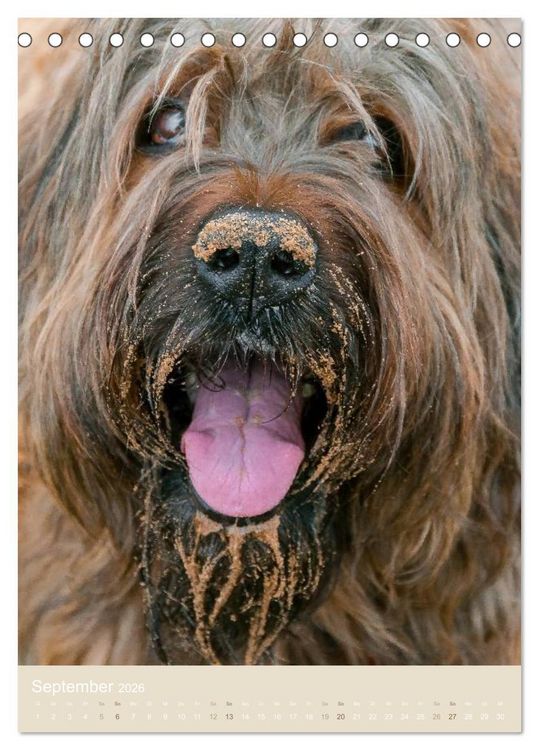 Produktbild: Briard-Gesichter (Tischkalender 2026 DIN A5 hoch), CALVENDO Monatskalender