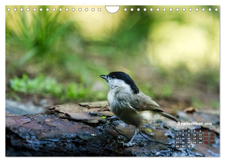 Produktbild: V&ouml;gel in heimischen W&auml;ldern (Wandkalender 2026 DIN A4 quer), CALVENDO Monatskalender