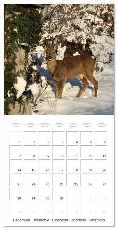 Produktbild: WILD GARDEN ANIMALS (Wall Calendar 2026 12 &times; 12 Inch) CALVENDO 12 Month Wall Calendar