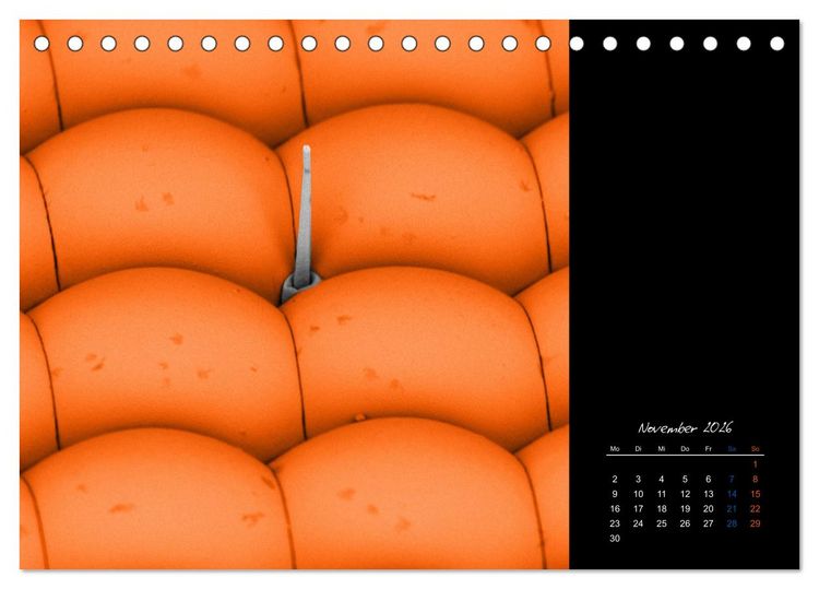 Produktbild: strucTEMs Mikrowelt - Winzige Nachbarn ganz gro&szlig; (Tischkalender 2026 DIN A5 quer), CALVENDO Monatskalender