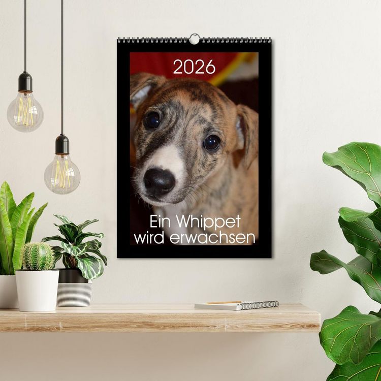 Produktbild: Ein Whippet wird erwachsen (Wandkalender 2026 DIN A3 hoch), CALVENDO Monatskalender
