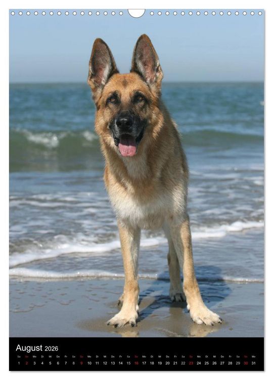 Produktbild: Deutscher Sch&auml;ferhund (Wandkalender 2026 DIN A3 hoch), CALVENDO Monatskalender