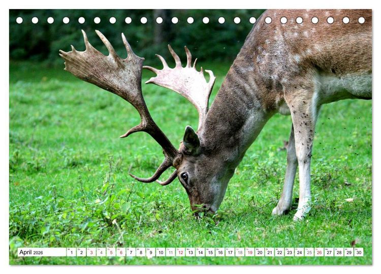 Produktbild: Der Damhirsch - Der Schaufeltr&auml;ger des Waldes (Tischkalender 2026 DIN A5 quer), CALVENDO Monatskalender