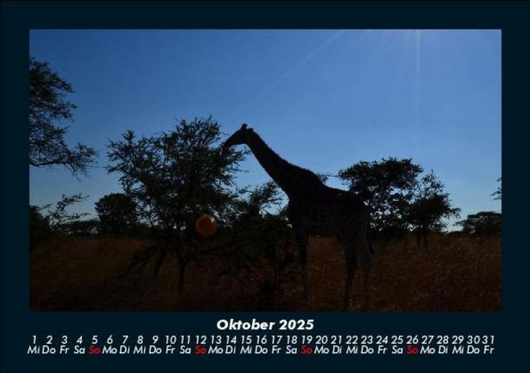 Produktbild: Giraffen 2025 Fotokalender DIN A5
