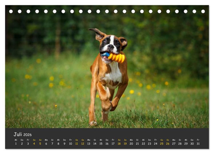 Produktbild: Wenn ich gro&szlig; bin werd' ich Boxer (Tischkalender 2026 DIN A5 quer), CALVENDO Monatskalender
