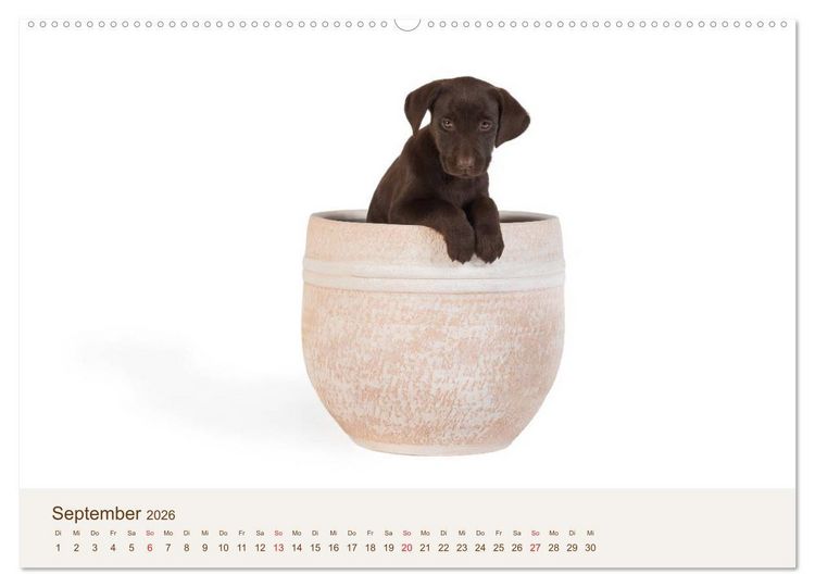 Produktbild: Labrador - Welpen (Wandkalender 2026 DIN A2 quer), CALVENDO Monatskalender
