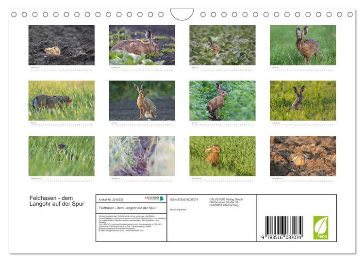 Produktbild: Feldhasen - dem Langohr auf der Spur (Wandkalender 2026 DIN A4 quer), CALVENDO Monatskalender