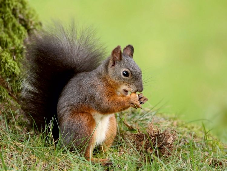 Produktbild: Eichh&ouml;rnchen mit frisch gepfl&uuml;ckter Nusstraube. (Puzzle)