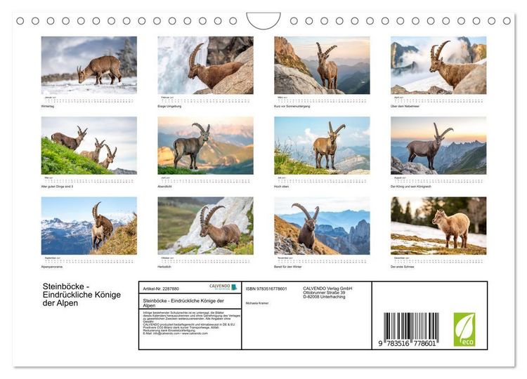 Produktbild: Steinb&ouml;cke - Eindr&uuml;ckliche K&ouml;nige der Alpen (Wandkalender 2027 DIN A4 quer), CALVENDO Monatskalender