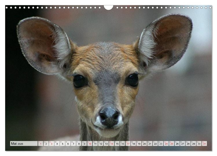 Produktbild: Wildtiere. Heimische Sch&ouml;nheiten (Wandkalender 2026 DIN A3 quer), CALVENDO Monatskalender