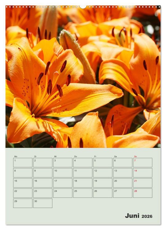 Produktbild: Lilien im Garten (hochwertiger Premium Wandkalender 2026 DIN A2 hoch), Kunstdruck in Hochglanz