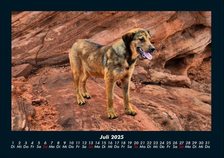 Produktbild: Hundezauber 2025 Fotokalender DIN A4