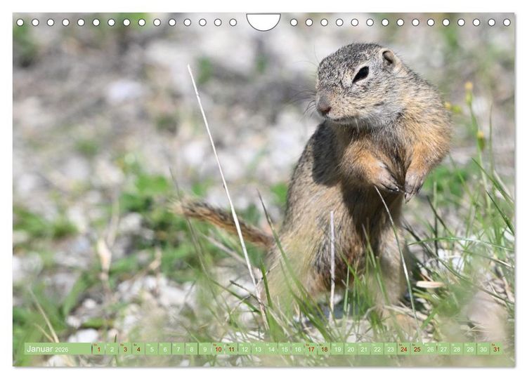 Produktbild: Ziesel im Burgenland (Wandkalender 2026 DIN A4 quer), CALVENDO Monatskalender