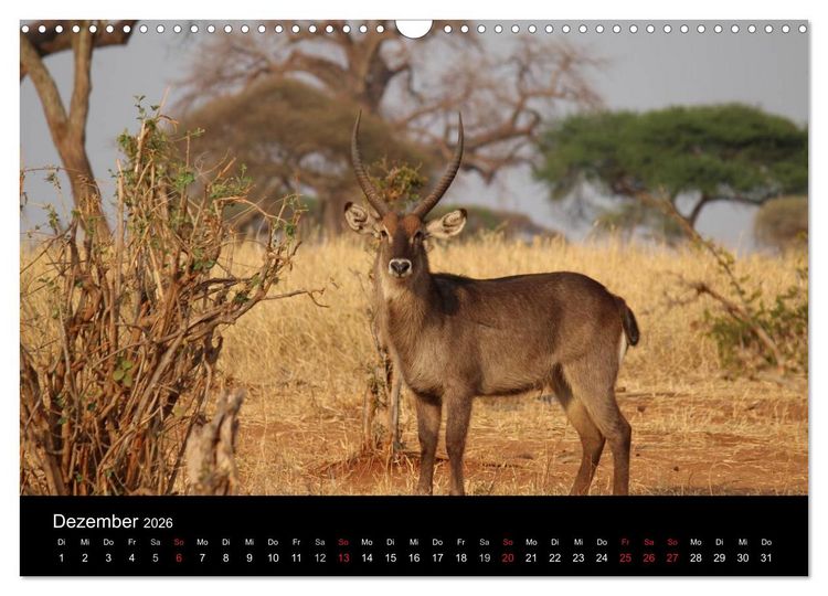 Produktbild: Tansania (Wandkalender 2026 DIN A3 quer), CALVENDO Monatskalender