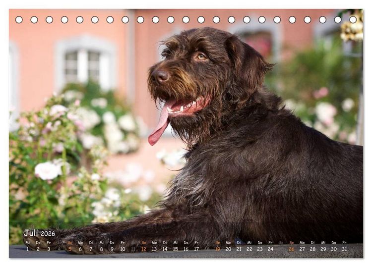 Produktbild: Jagdhunde - Treue Waidgesellen (Tischkalender 2026 DIN A5 quer), CALVENDO Monatskalender