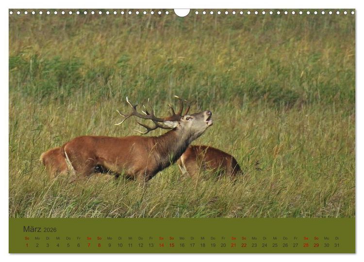 Produktbild: K&uuml;sten Hirsche - Rotwild auf dem Dar&szlig; (Wandkalender 2026 DIN A3 quer), CALVENDO Monatskalender