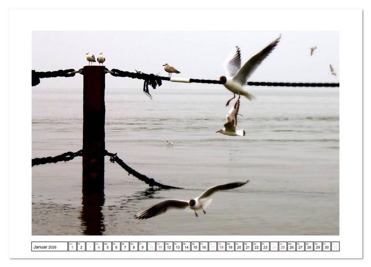 Produktbild: Nordseefeeling - Cuxhaven (Wandkalender 2026 DIN A3 quer), CALVENDO Monatskalender
