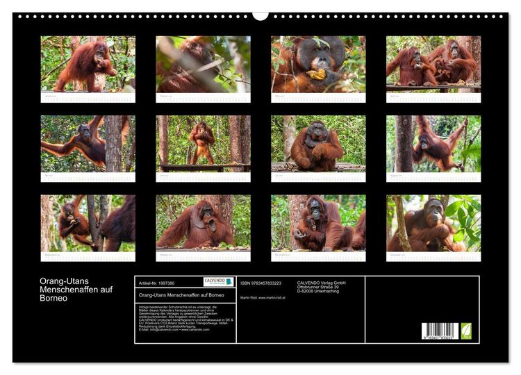 Produktbild: Orang-Utans Menschenaffen auf Borneo (Wandkalender 2026 DIN A2 quer), CALVENDO Monatskalender