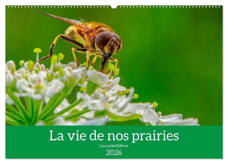 Produktbild: La vie de nos prairie, les ombellif&egrave;res (Calendrier mural 2026 DIN A2 vertical), CALVENDO calendrier mensuel