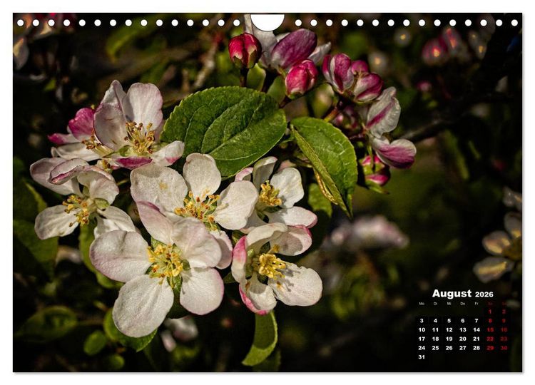 Produktbild: B&auml;ume im Detail (Wandkalender 2026 DIN A4 quer), CALVENDO Monatskalender