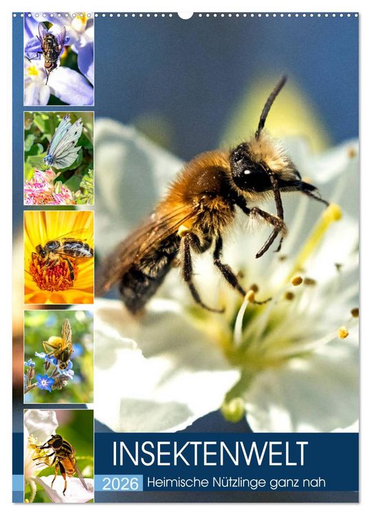 Produktbild: INSEKTENWELT - Heimische N&uuml;tzlinge ganz nah (Wandkalender 2026 DIN A2 hoch), CALVENDO Monatskalender