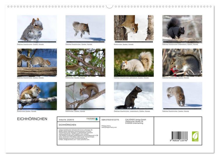 Produktbild: EICHH&Ouml;RNCHEN (hochwertiger Premium Wandkalender 2026 DIN A2 quer), Kunstdruck in Hochglanz