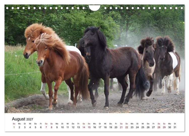 Produktbild: Islandpferde - Hufschlag aus Feuer und Eis (Wandkalender 2027 DIN A4 quer), CALVENDO Monatskalender