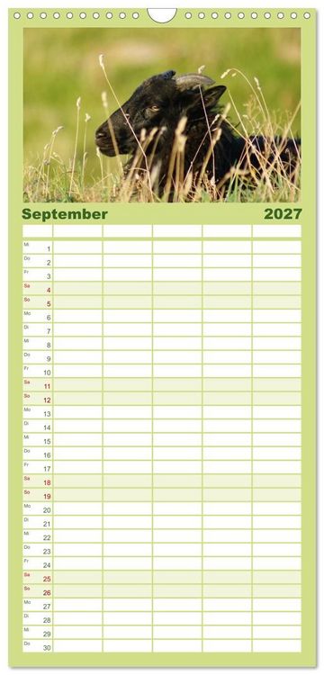 Produktbild: Familienplaner 2027 - Das Leben der Schafe mit 5 Spalten (Wandkalender, 21 x 45 cm) CALVENDO