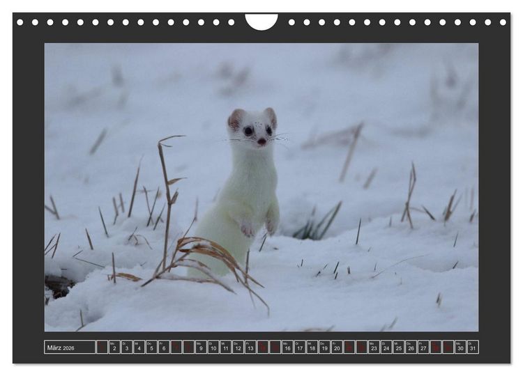 Produktbild: Winterzauber - Tiere in Eis und Schnee (Wandkalender 2026 DIN A4 quer), CALVENDO Monatskalender