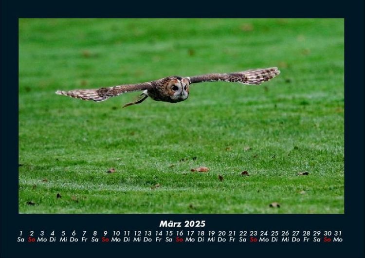 Produktbild: Der Tierkalender 2025 Fotokalender DIN A4