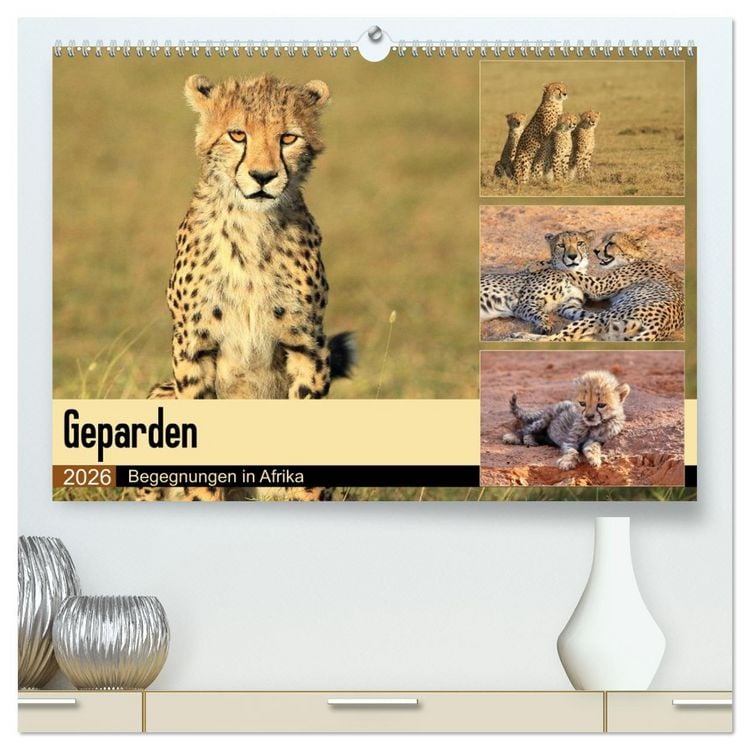 Produktbild: Geparden - Begegnungen in Afrika (hochwertiger Premium Wandkalender 2026 DIN A2 quer), Kunstdruck in Hochglanz