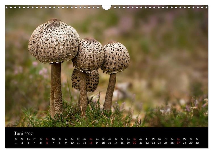 Produktbild: Pilzgalerie (Wandkalender 2027 DIN A3 quer), CALVENDO Monatskalender