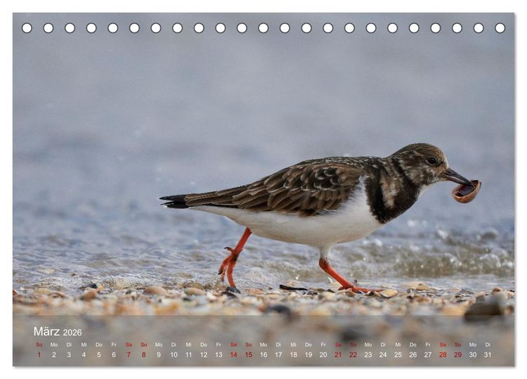 Produktbild: V&ouml;gel an Deutschlands K&uuml;sten (Tischkalender 2026 DIN A5 quer), CALVENDO Monatskalender