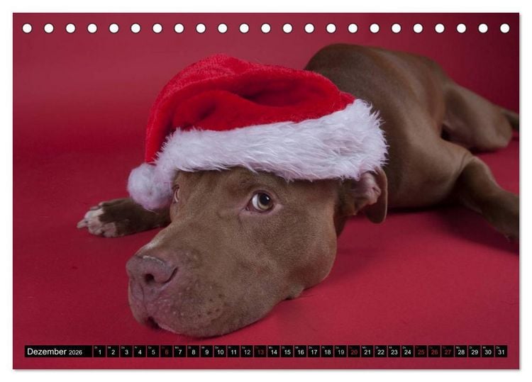Produktbild: Pit Bull und Co. - Geliebt, gef&uuml;rchtet, missverstanden (Tischkalender 2026 DIN A5 quer), CALVENDO Monatskalender