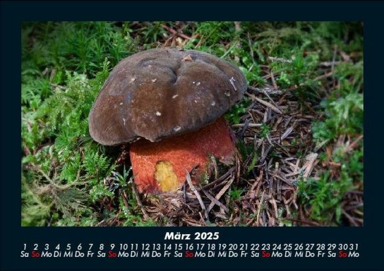 Produktbild: Waldzauber 2025 Fotokalender DIN A5