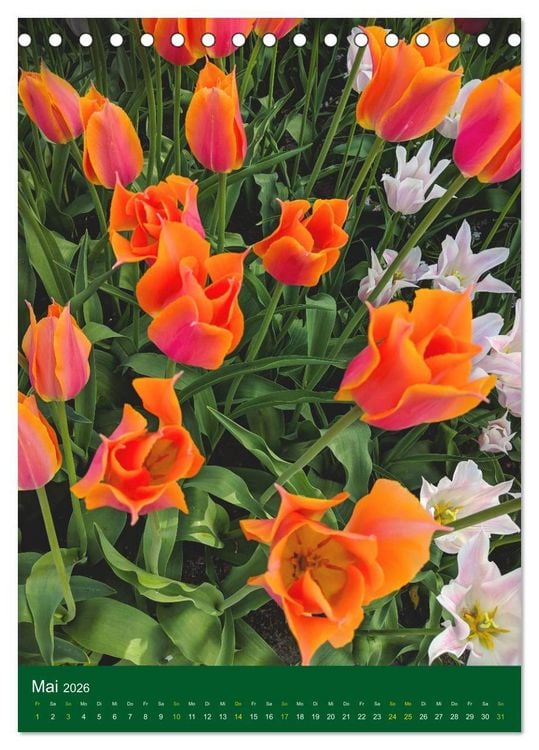Produktbild: Tulpen. Bunter Fr&uuml;hling (Tischkalender 2026 DIN A5 hoch), CALVENDO Monatskalender