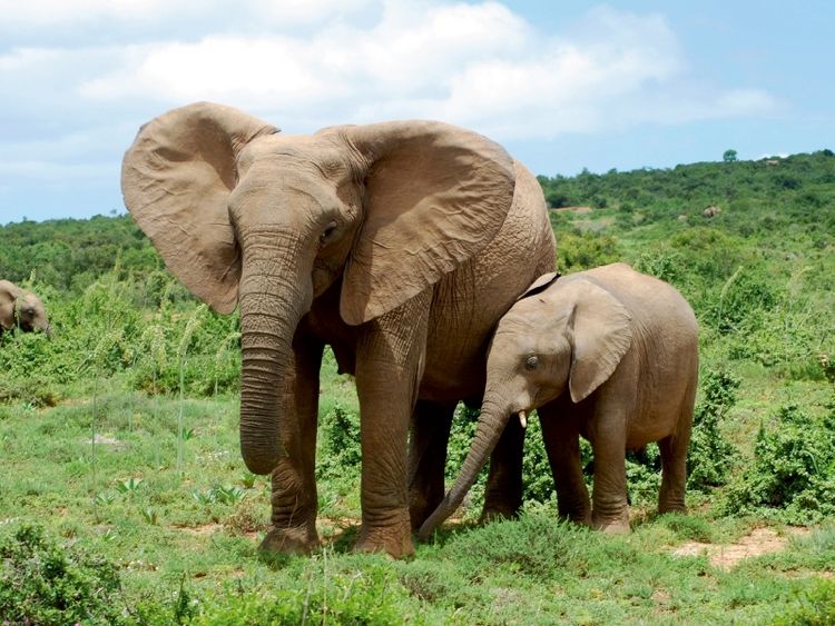 Produktbild: CALVENDO Puzzle Ein Motiv aus dem Kalender African Elephants in Addo | 1000 Teile Lege-Gr&ouml;&szlig;e 64x48cm Foto-Puzzle f&uuml;r gl&uuml;ckliche Stunden
