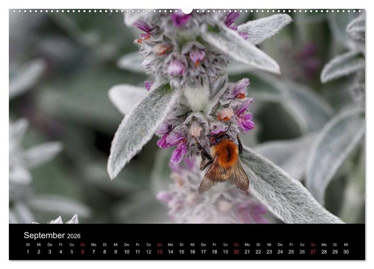 Produktbild: Hummelflug (hochwertiger Premium Wandkalender 2026 DIN A2 quer), Kunstdruck in Hochglanz