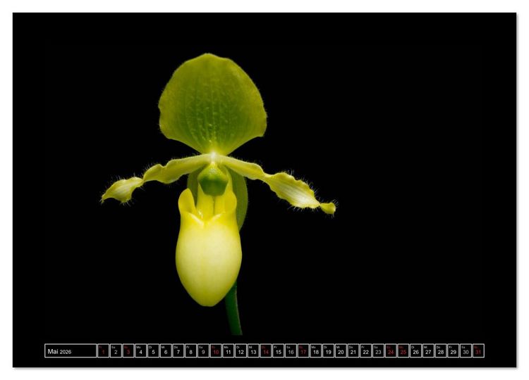 Produktbild: Frauenschuhe - die sch&ouml;nsten Orchideen der Welt (Wandkalender 2026 DIN A4 quer), CALVENDO Monatskalender