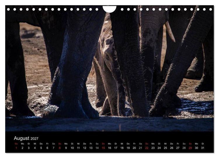 Produktbild: Elefanten - Die sanften Riesen Afrikas (Wandkalender 2027 DIN A4 quer), CALVENDO Monatskalender