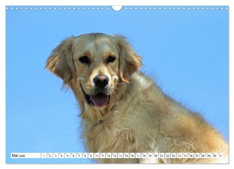 Produktbild: Golden Retriever ein treuer Begleiter (Wandkalender 2026 DIN A3 quer), CALVENDO Monatskalender