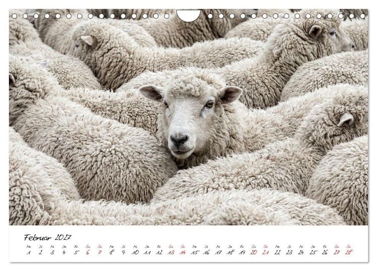 Produktbild: Better Together - Herdenmomente (Wandkalender 2027 DIN A4 quer), CALVENDO Monatskalender