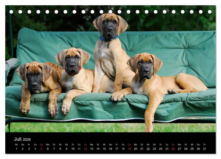 Produktbild: Deutsche Dogge 2026 (Tischkalender 2026 DIN A5 quer), CALVENDO Monatskalender
