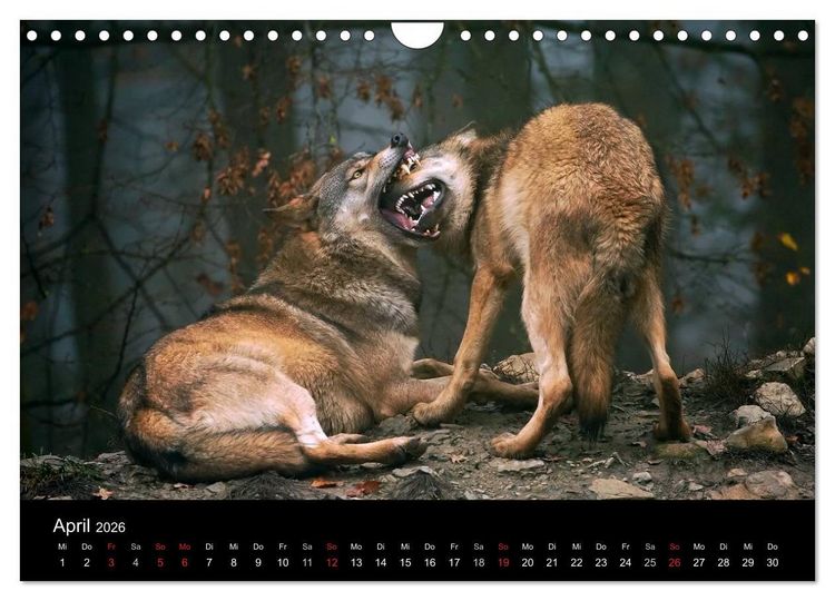 Produktbild: Kanadische W&ouml;lfe im Winter (Wandkalender 2026 DIN A4 quer), CALVENDO Monatskalender