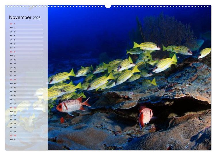 Produktbild: Paradiese im ewigen Blau. Die bunte Unterwasserwelt (Wandkalender 2026 DIN A2 quer), CALVENDO Monatskalender