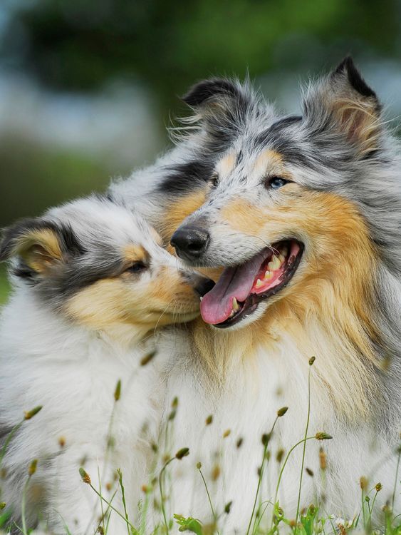 Produktbild: CALVENDO Puzzle Collie Mutter mit ihrer Tochter 1000 Teile Lege-Gr&ouml;&szlig;e 48 x 64 cm Foto-Puzzle Bild von Sigrid Starick
