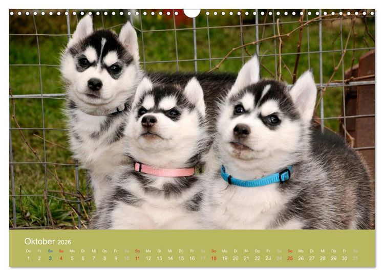 Produktbild: Husky Welpen (Wandkalender 2026 DIN A3 quer), CALVENDO Monatskalender