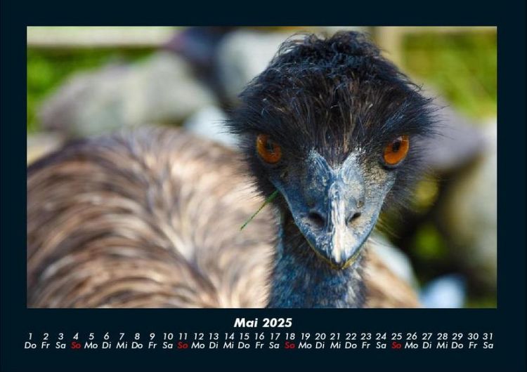 Produktbild: Welt der V&ouml;gel 2025 Fotokalender DIN A4